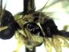 Syrphoctonus tarsatorius